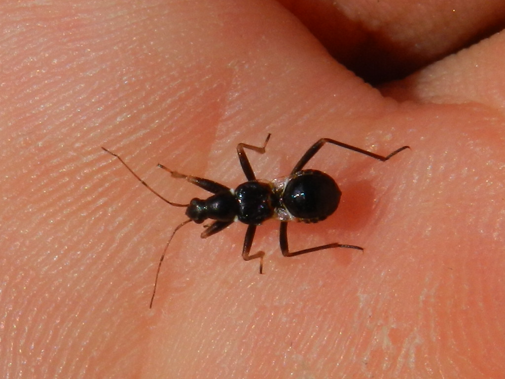 Nabidae: Himacerus (Aptus) mirmicoides (ninfa)